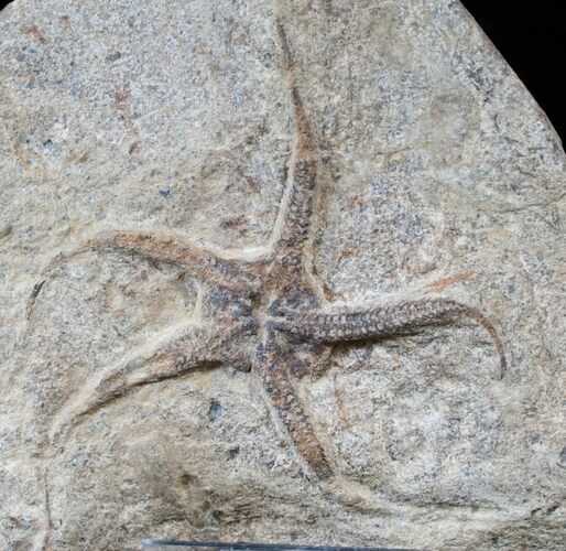 Ophiura Brittle Star Fossil - Morocco #13850